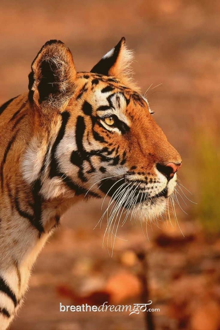 Tiger in Kanha park India