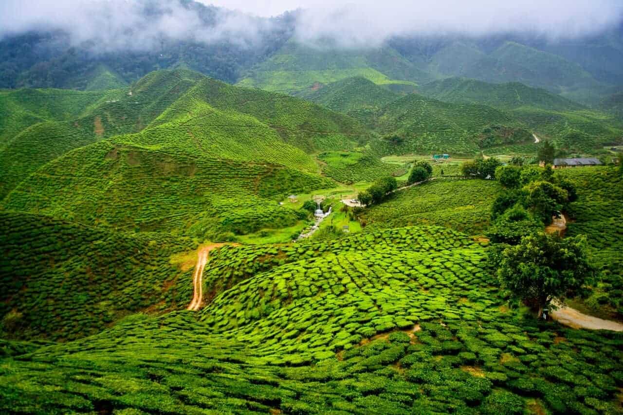 Discovering Tea in Darjeeling, India