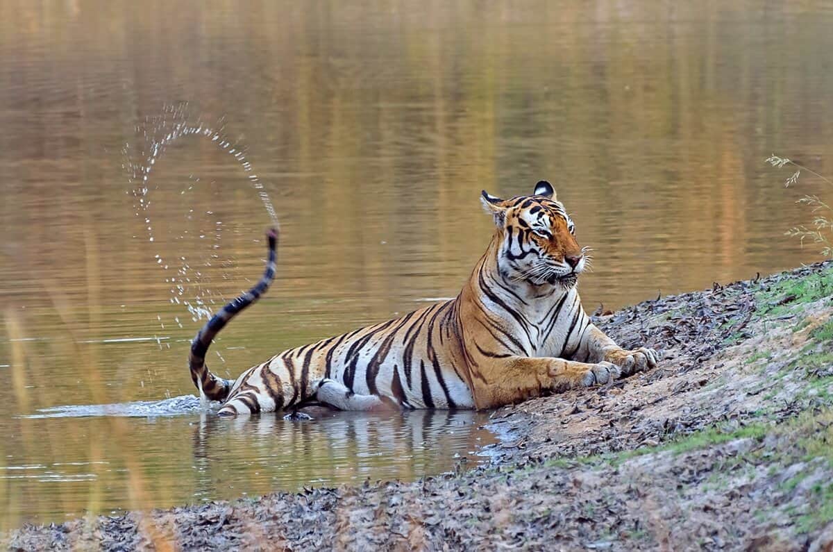 a tiger seen on safari in India