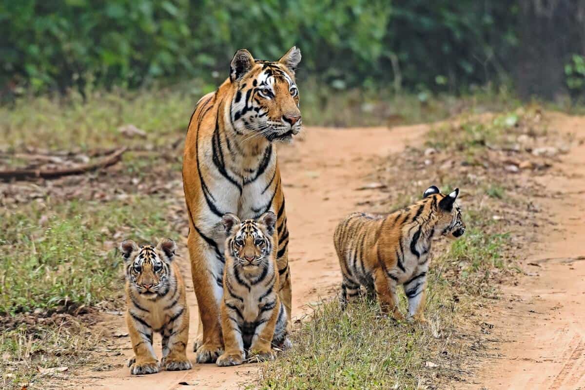 a tiger and cubs seen on safari in India