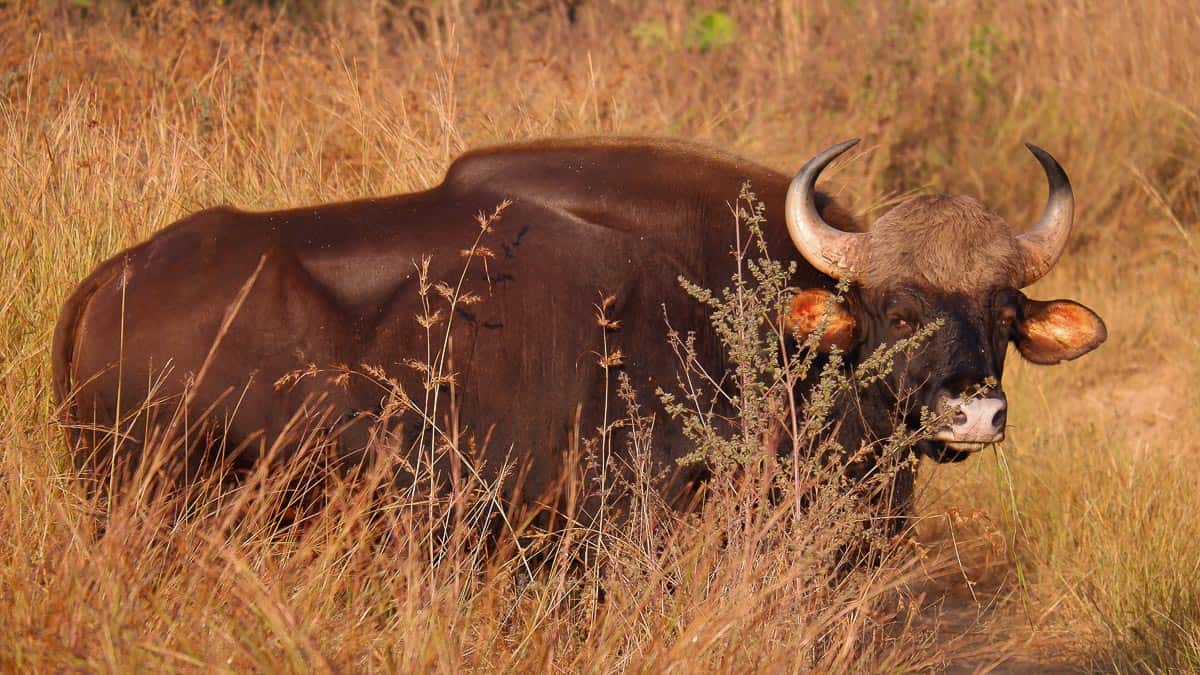 Gaur in Satpura Tiger Reserve