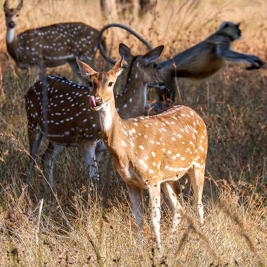 deer in Satpura Tiger Reserve