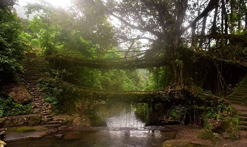 Root Bridge in Nongriat, India in monsoon