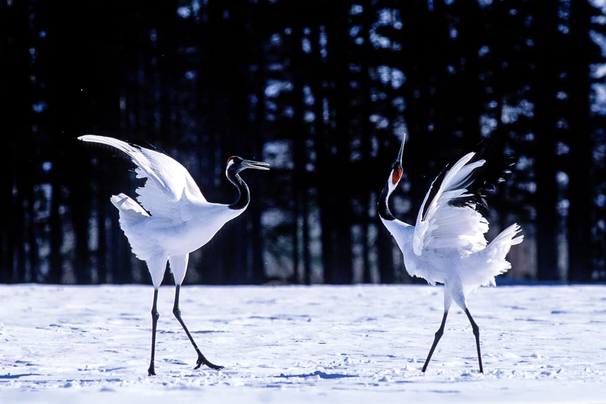 red-crowned two cranes in Hokkaido, Japan