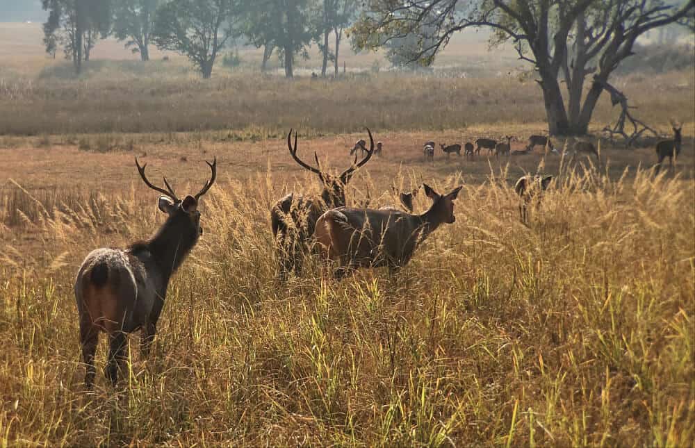 Barasingha swamp deer in Kanha national park, a unique animal of India