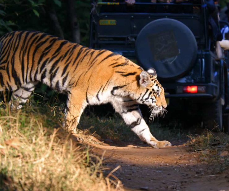 All about tiger safaris in India