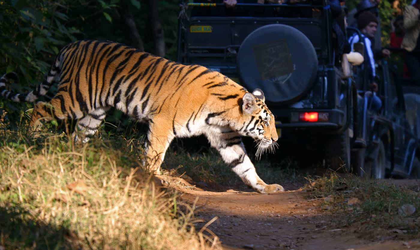 All About Tiger Safaris In India Breathedreamgo