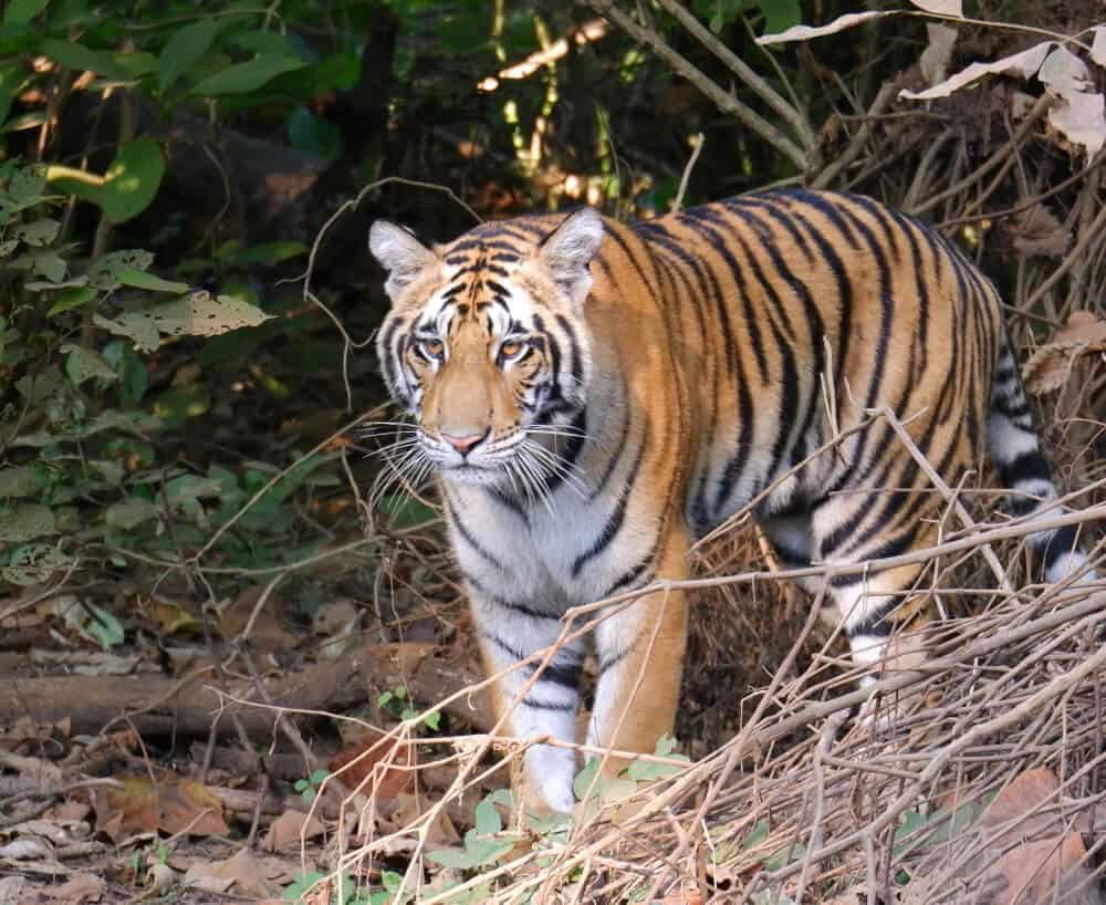 Bengal tiger is national animal of India