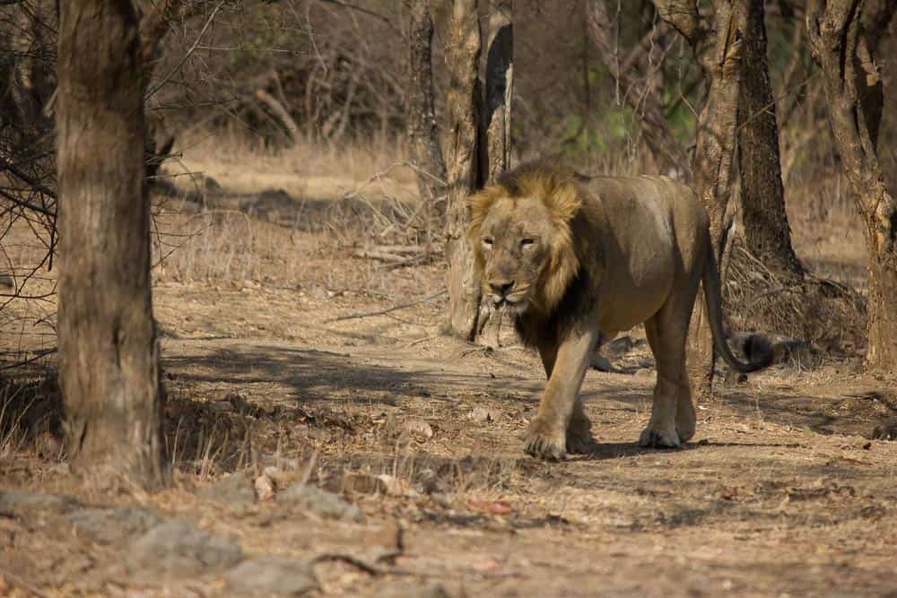 Asiatic lion is an animal of India