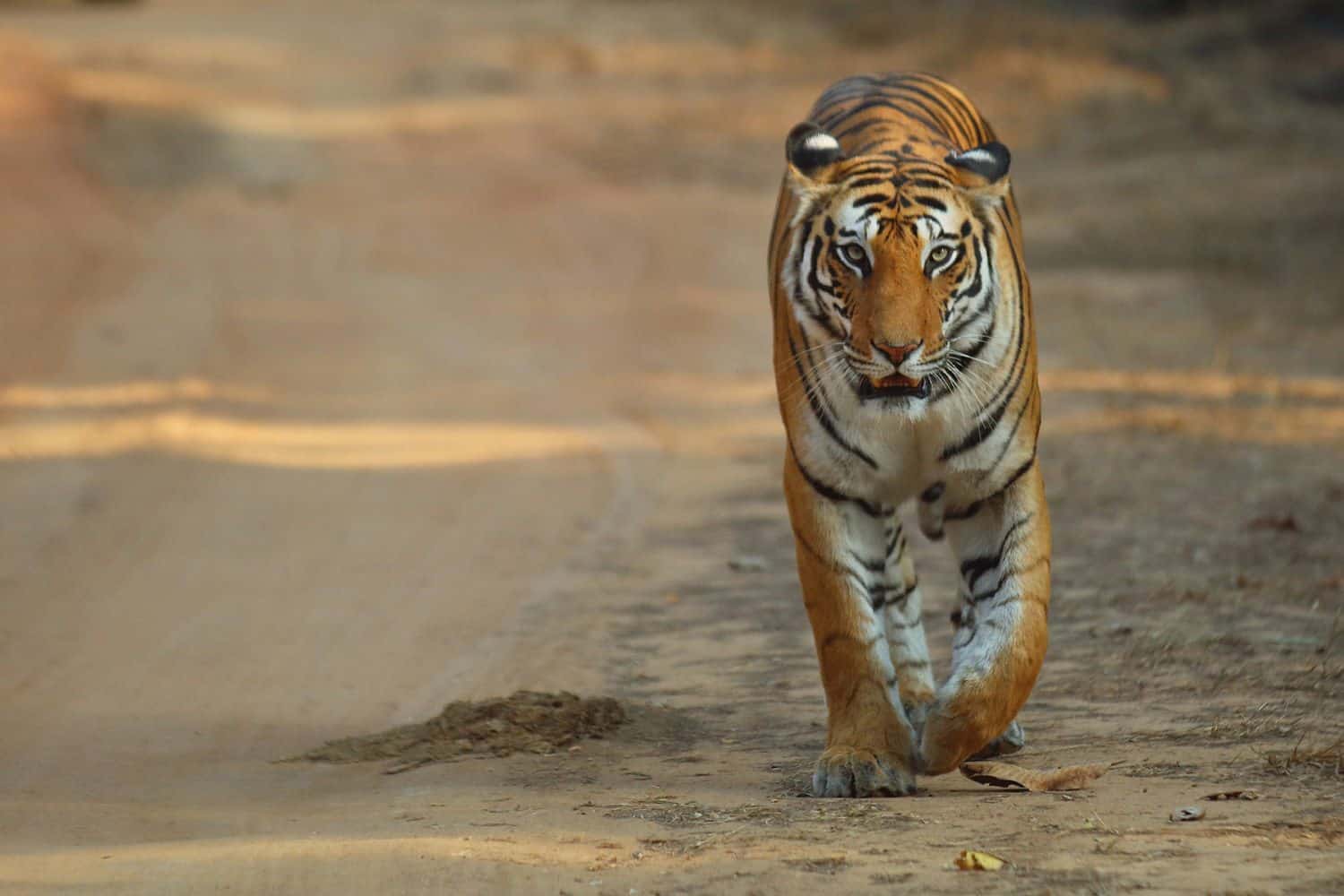 National Animal Of India In English