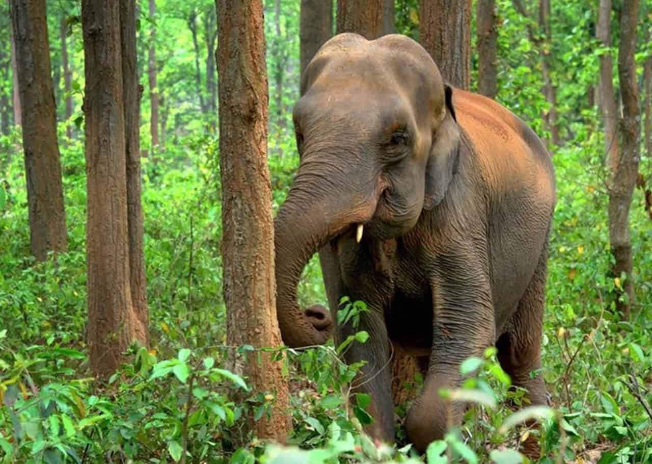 Asian elephant an animal of india