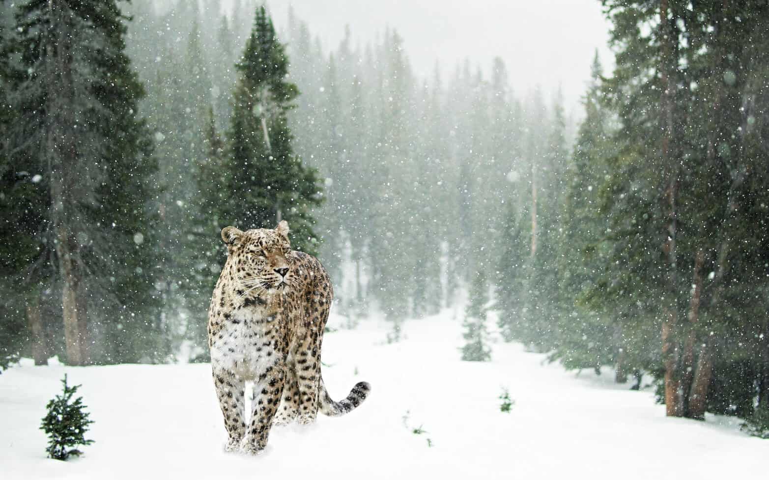 snow leopard is an endangered animal of India