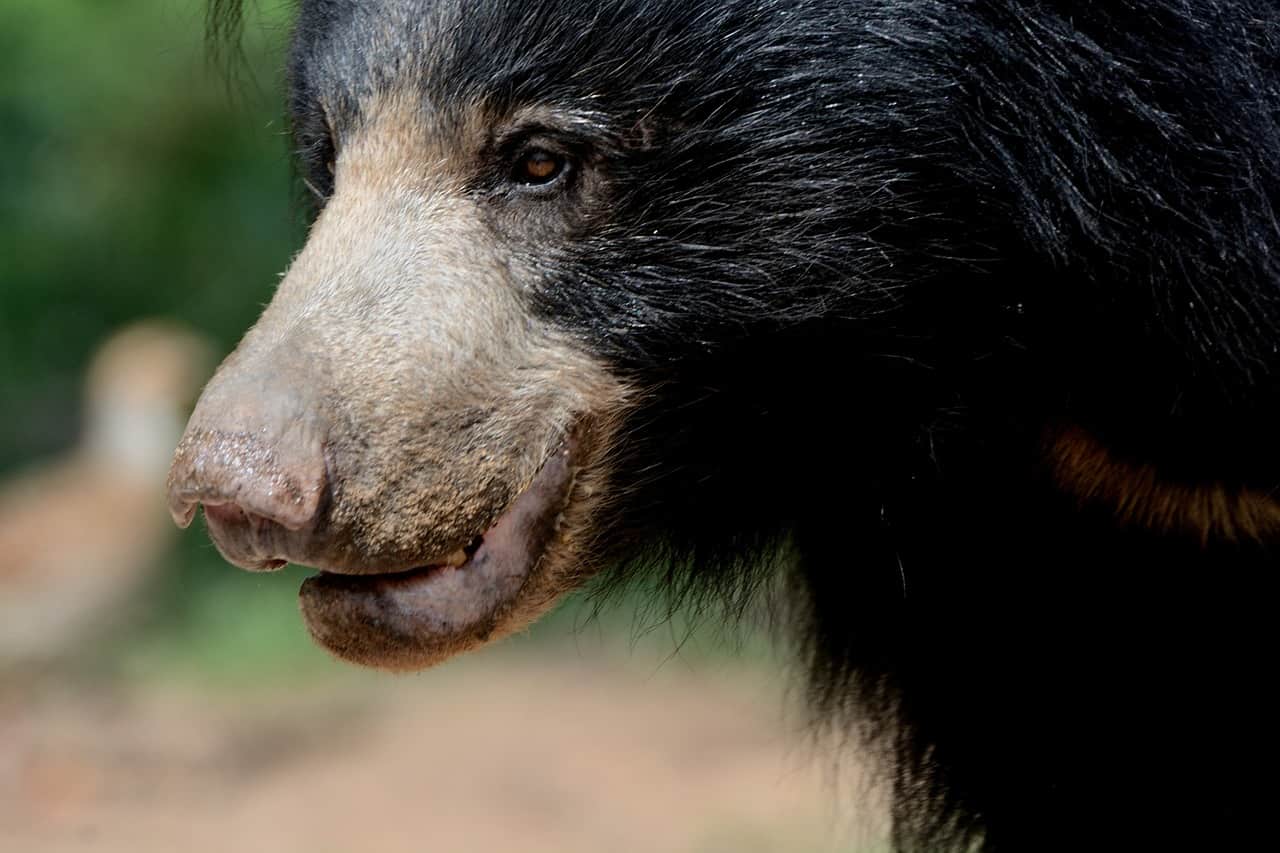 Sloth bear is an animal of India