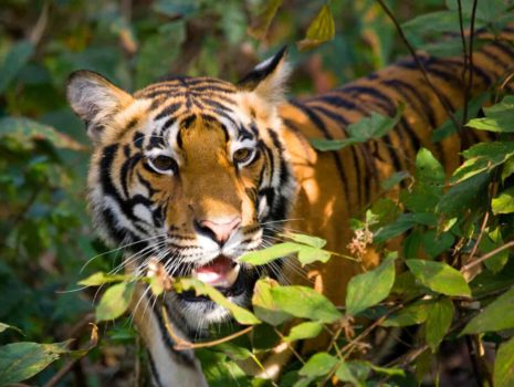 Bengal tiger is national animal of India