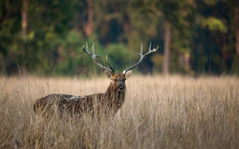 Barasingha deer is an animal of India