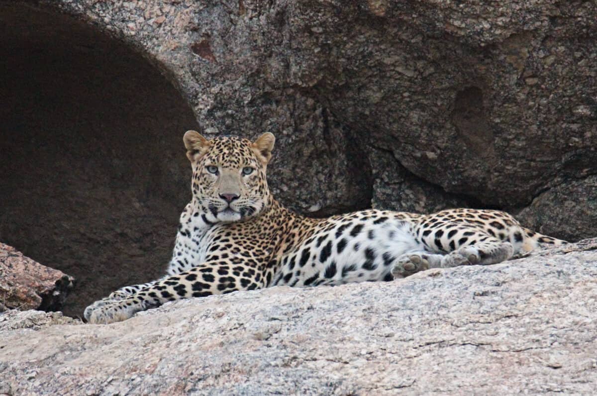 Leopard is an animal of India