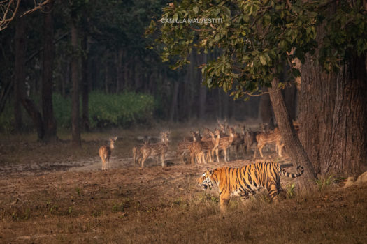 Kanha tiger reserve is one of the best places to visit in India
