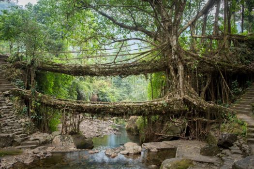 Living root bridges of Meghalaya, India, a top tourist destination