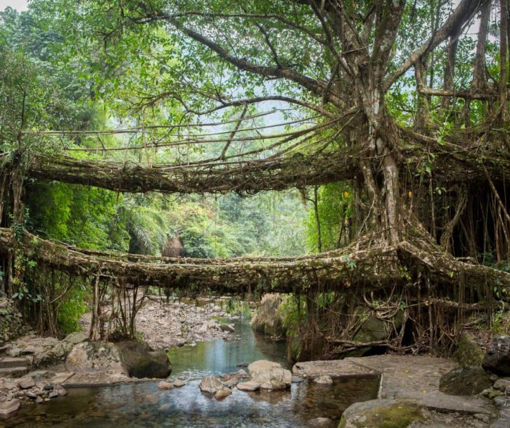 Living root bridges of Meghalaya, India, a top tourist destination