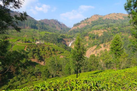 Munnar, Kerala is one of the best places to visit in India