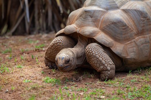 Giant tortoise of Mauritius