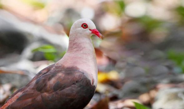 Rare pink pigeon of Mauritius