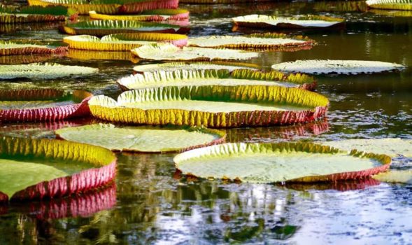 the massive lily pads of Mauritius