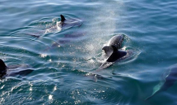 Swimming with dolphins is one of the best things to do in Mauritius