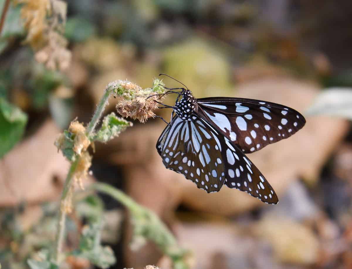 butterfly at Corbett National Park