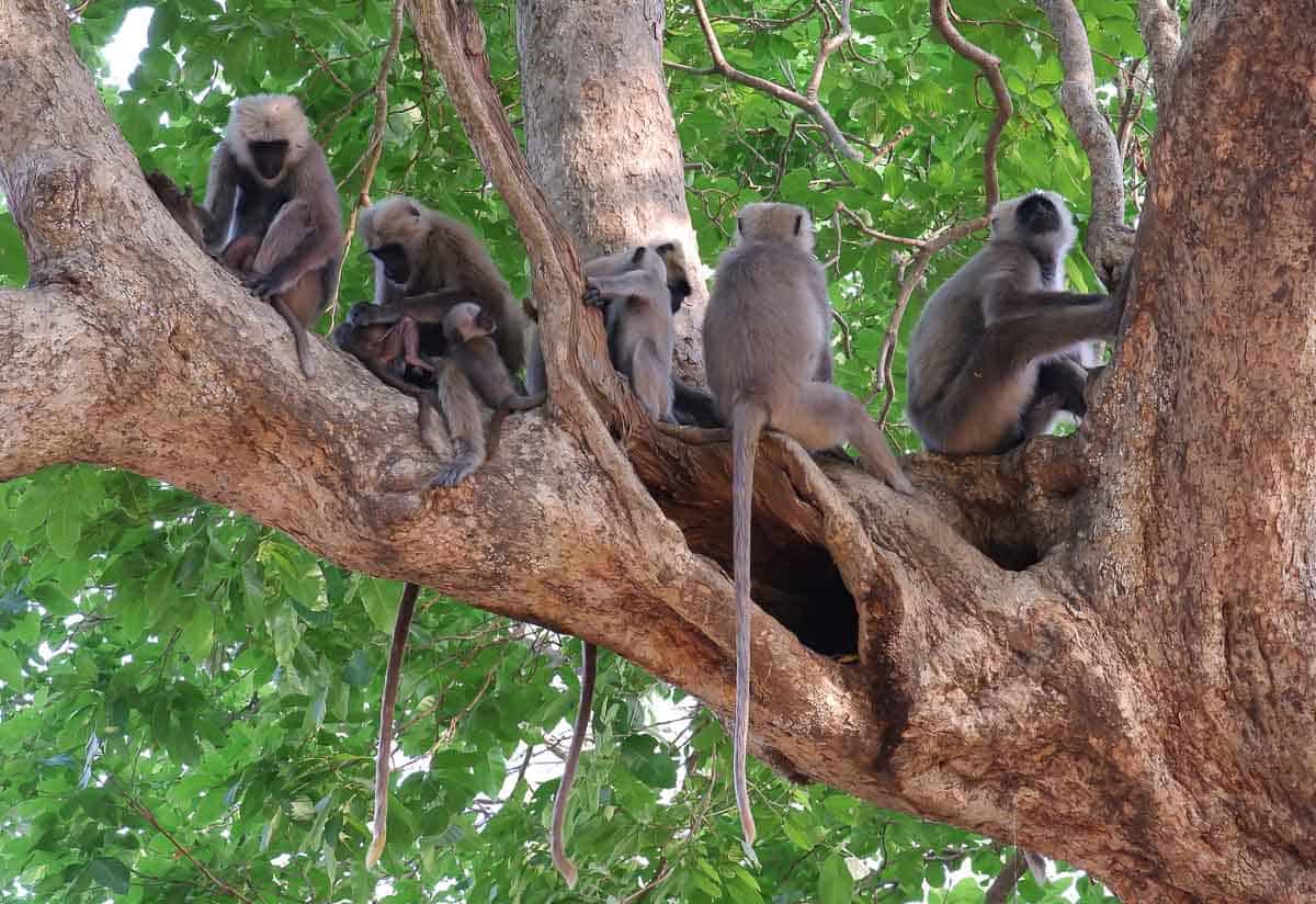 monkeys at Corbett National Park