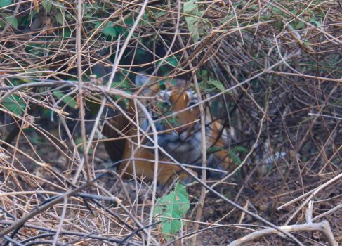 tiger at Corbett National Park