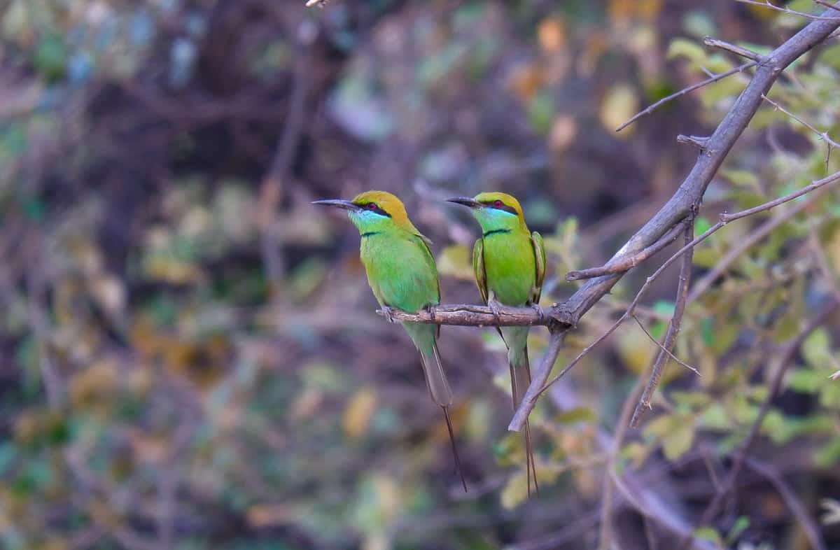 bee eaters at Corbett National Park
