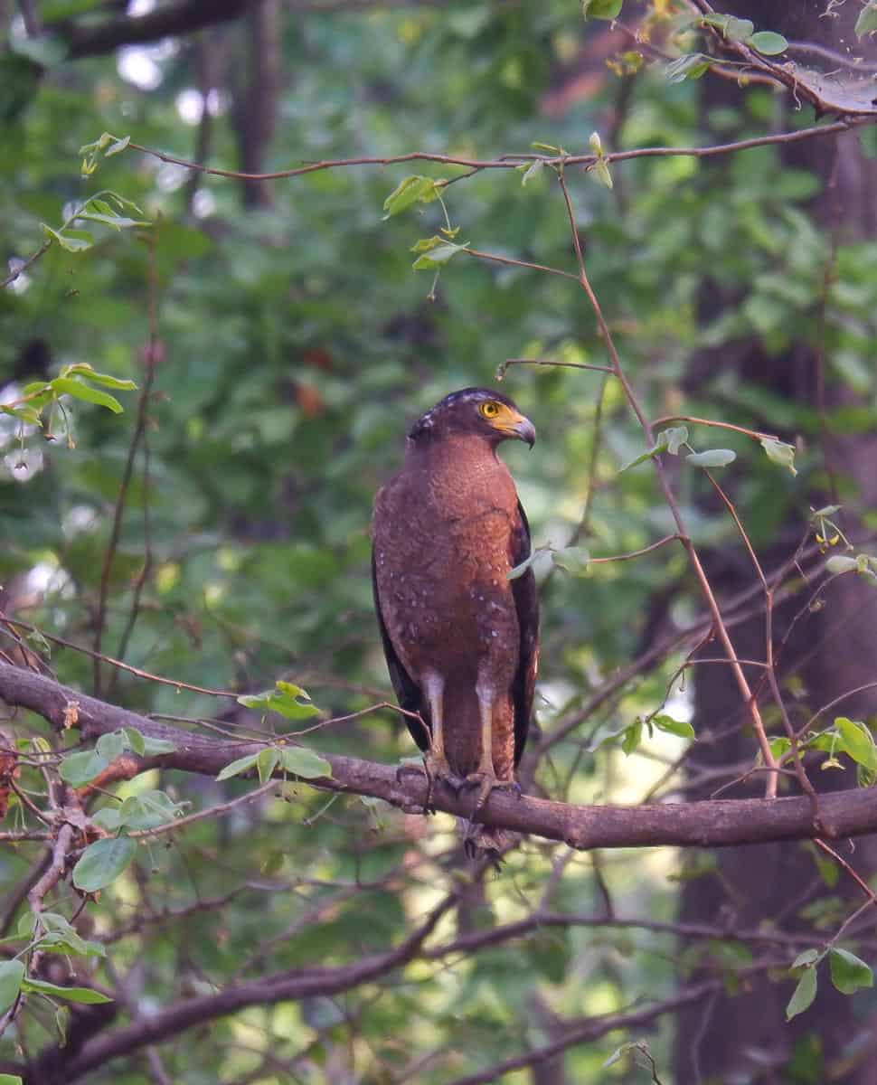 crested serpent eagle at Corbett National Park