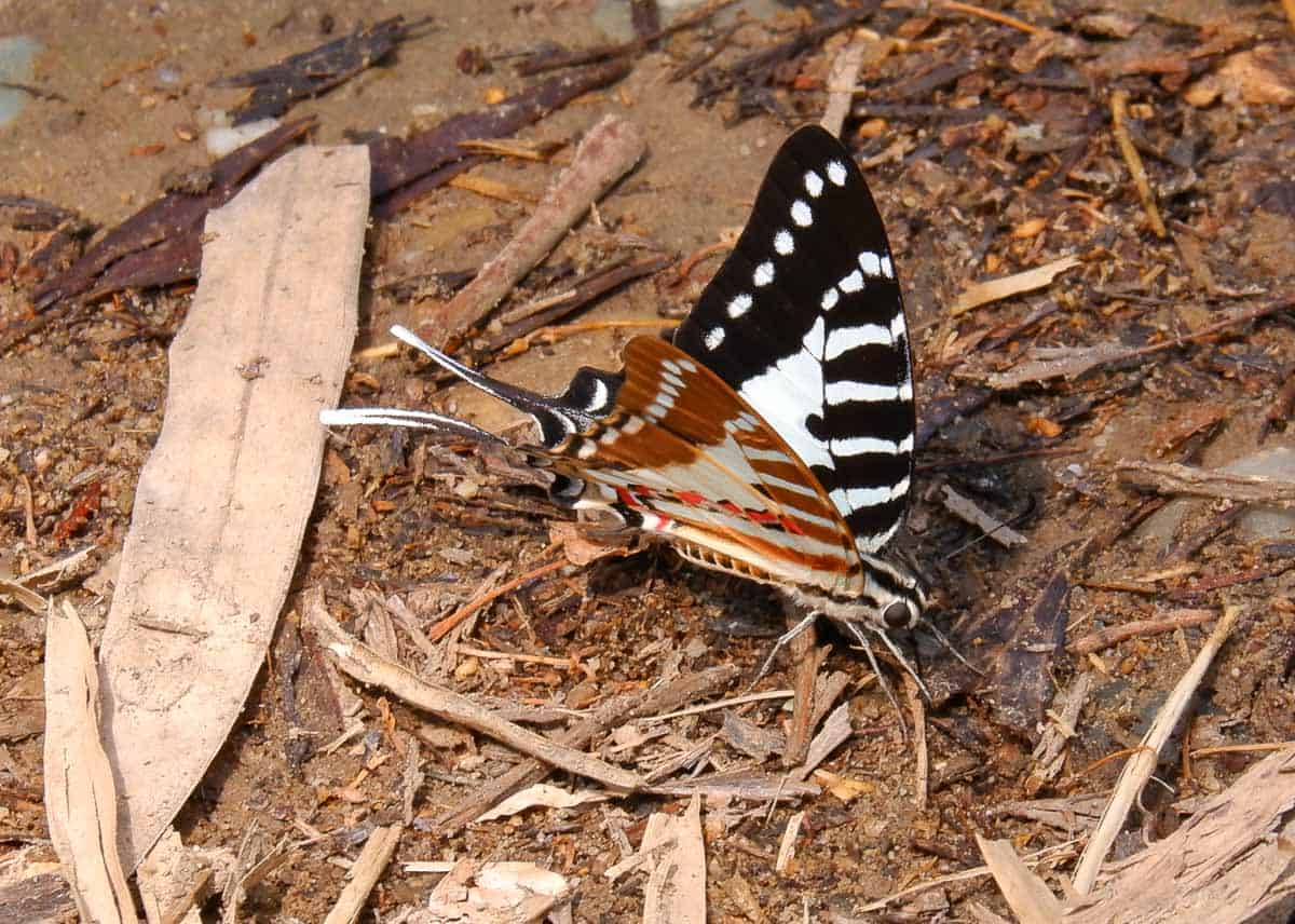 butterfly at Corbett National Park