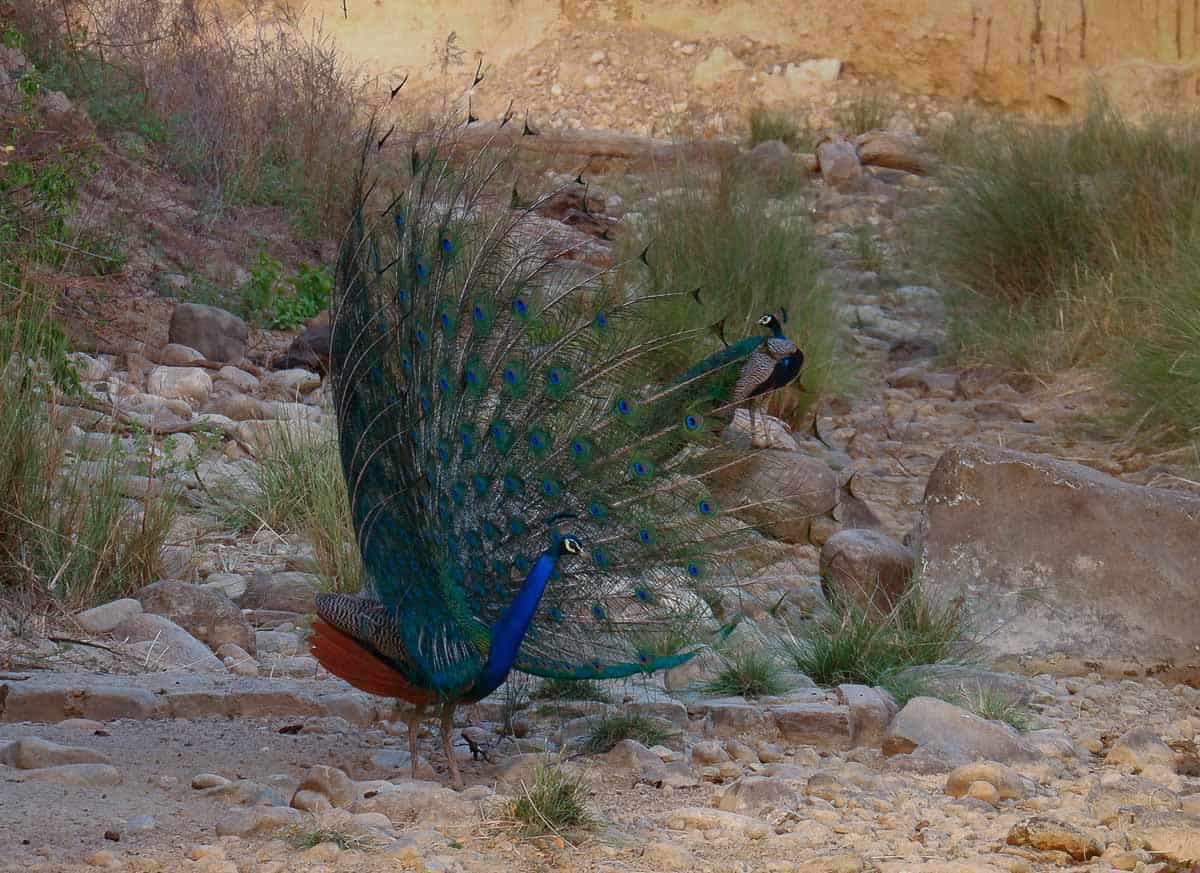 peacock at Corbett National Park