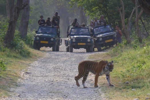 tiger at Corbett National Park