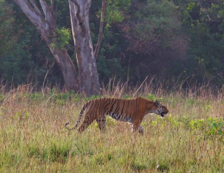 tiger at Corbett National Park