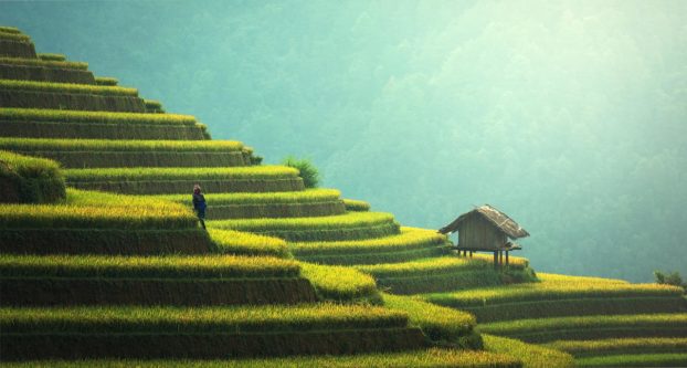 Rice terraces in Bali