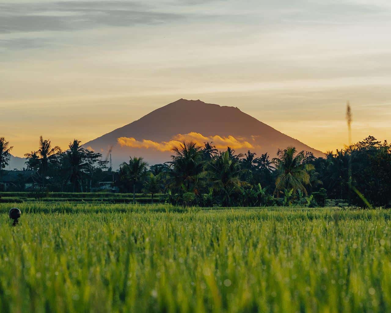 rice field in Bali