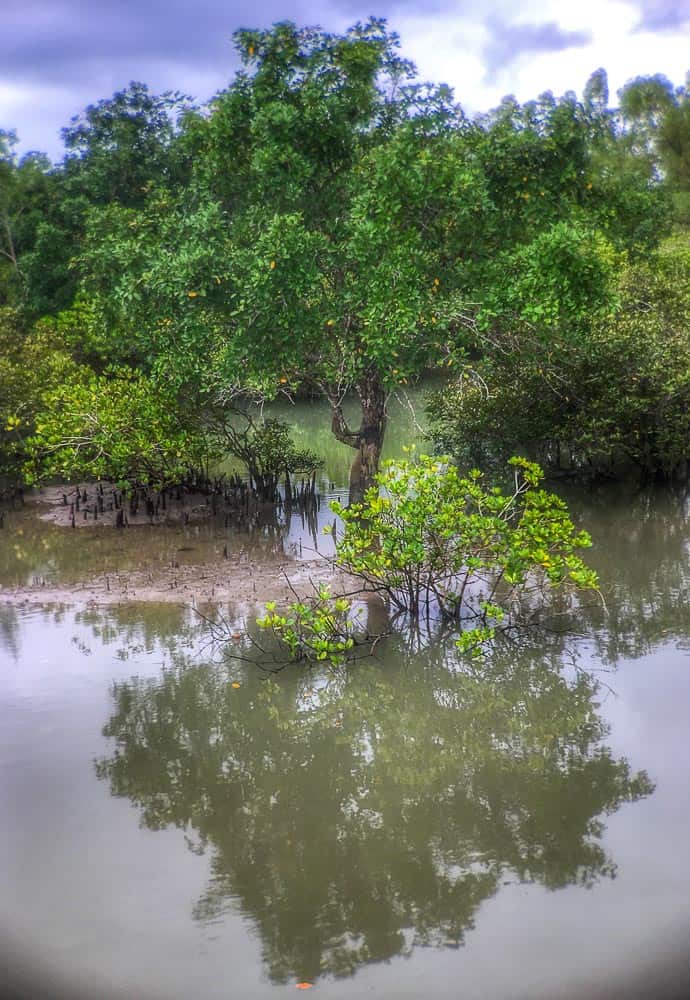 mangrove forest in Sunderbans