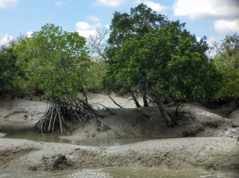 mangrove trees in Sunderbans