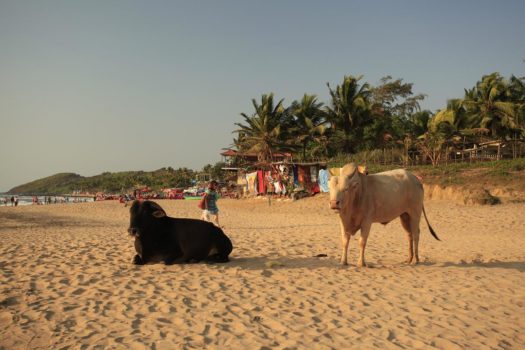 cows on a beach in India
