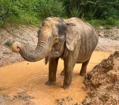 Elephant in stream at Phuket Elephant Sanctuary in Phuket, Thailand