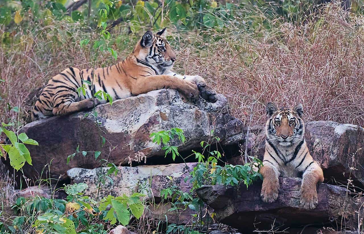 Tiger cubs on rocks in Panna, Madhya Pradesh