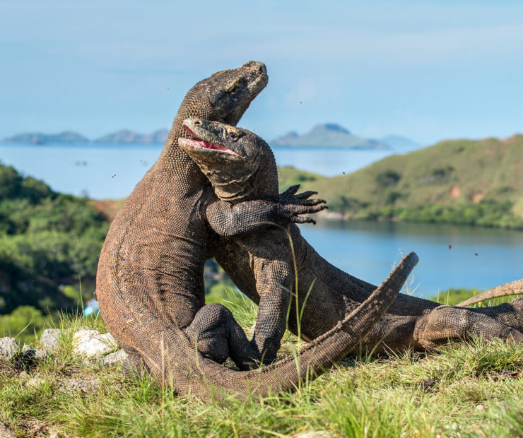 Wildlife in Asia: Meet The Komodo Dragon
