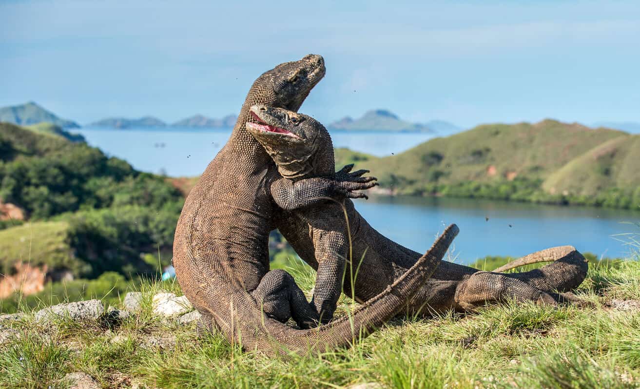 komodo dragons and humans size