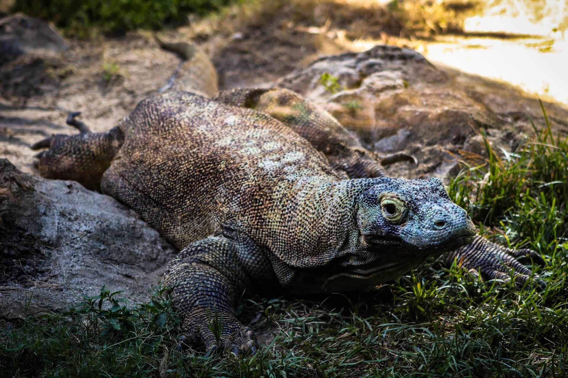 Komodo dragons at Komodo National Park, Indonesia