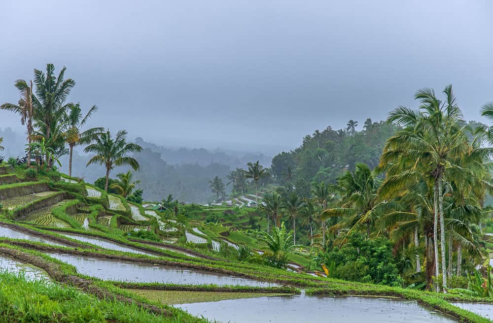 Jati Lewis Rice terraces in Bali, Indonesia during monsoon travel