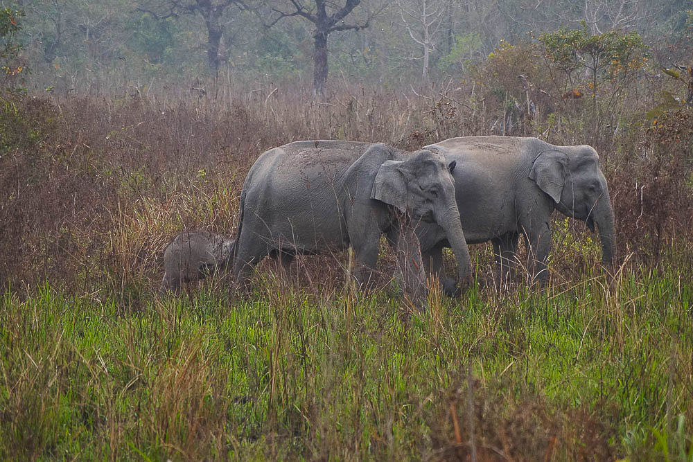 Wild elephants in Northeast India
