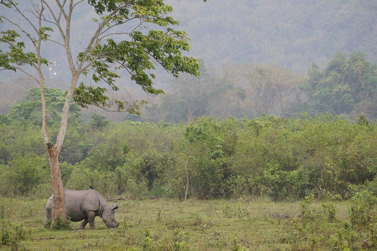 One-horned rhinoceros in Northeast India.